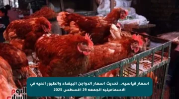 أسعار قياسية.. تحديث أسعار الدواجن البيضاء والطيور الحية في الإسماعيلية الجمعة 29 أغسطس 2025